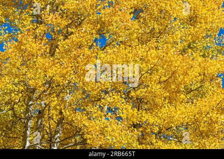 American Aspens Goldblätter bringen Herbstfarben in Colorado. Stockfoto