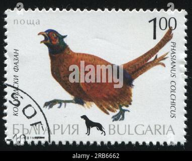 RUSSLAND KALININGRAD, 26. MÄRZ 2019: Von Bulgarien gedruckter Stempel zeigt Fasan, ca. 1999 Stockfoto