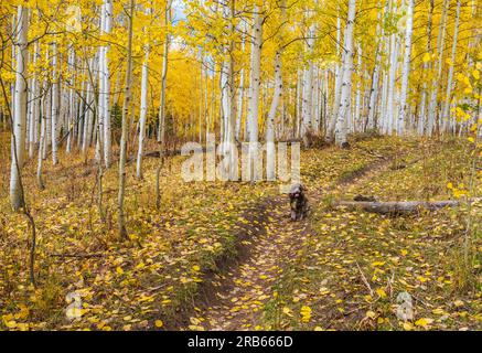 Hund mit American Aspens und Herbstfarbe in Colorado. Stockfoto