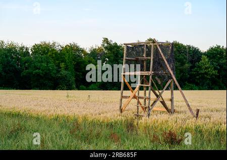 Eine erhöhte Plattform für die Jagd auf einem Weizenfeld ist mit Tarnnnetzen umwickelt. Auf einer grünen Linie von Bäumen hinten und grünem Gras mit w Stockfoto