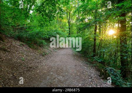 Ein Waldweg mit Blättern auf dem Boden und grünen Laubbbäumen, die die Seiten säumen, während eine untergehende Sonne durch den Wald bricht. Stockfoto
