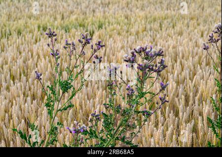 Eine Gruppe von lila Disteln mit ausgetrockneten Blumen, die flauschig werden, ist gegen ein unkontrolliertes Feld von dichtem Weizen gesetzt. Die Blätter mit Stacheln auf der Distelplatte Stockfoto