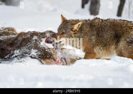 Coyote (Canis latrans) nagt an Weißschwanz-Hirschkadaver Winter – ein in Gefangenschaft gehaltenes Tier Stockfoto