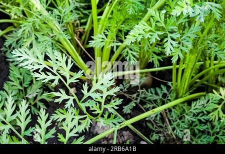 Frische Karotten, die im Karottenfeld wachsen. Gemüse wächst im Garten im Boden. Karotten auf Gartenboden. Ernte. Landwirtschaft. Stockfoto
