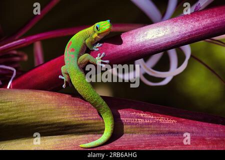 Leuchtend grüner Goldgecko, der an einem hellvioletten Stiel hängt. Stockfoto