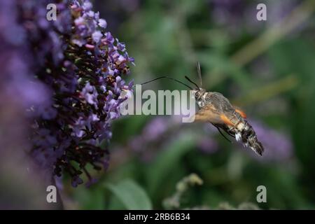 Hummingbird Hawk-Motte (Macroglossum stellatarum) im Gibraltar Point National Nature Reserve, Lincolnshire, Großbritannien. Stockfoto