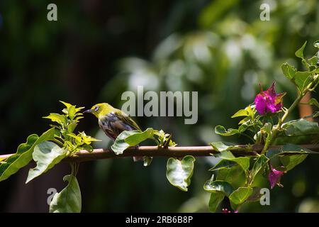 Ein wackelndes weißes Auge hoch oben auf einer farbenfrohen Bougain-Villa. Stockfoto