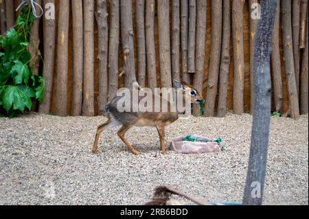 Kirks dik-dik (Madoqua kirkii) in Namibia. Hochwertiges Foto Stockfoto