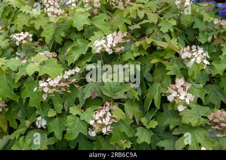 Hydrangea quercifolia oder Eichenblättrige Hortengea mit weißen Blüten. Stockfoto