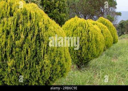 Platycladus orientalis oder thuja orientalis Aurea Nana. Zwerg Golden Oriental Thuja Pflanzen in Folge. Stockfoto