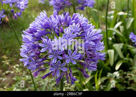 Agapanthus praecox oder gemeinsame Acapanthus umbel-Infloreszenz-Closeup. Blaue Lilie, afrikanische Lilie oder Lilie der Nilblumen. Stockfoto
