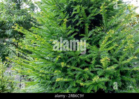 Taxus baccata oder immergrüner Nadelbaum mit flachen, dunkelgrünen Blättern. Familientaxaceae. Stockfoto