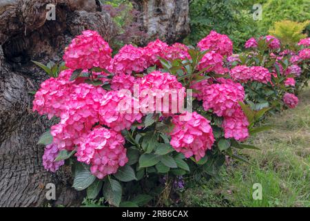 Leuchtend rosa Hortensien makrophylla blühende Pflanzen im Garten. Hortensienblüten. Stockfoto