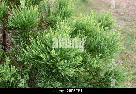 Sequoiadendron giganteum, Riesenmammutbäume oder Riesenmammutbäume oder Sierra-Mammutbäume mit Nadelblattwerk. Stockfoto