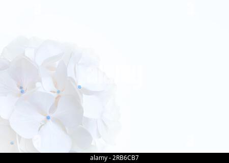 Weißer Hortensien-Makrophylla-Blütenkopf Blumenhintergrund mit Kopierraum. Grußkarte mit Hortensienblüten. Stockfoto