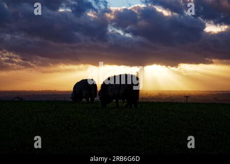 Sonnenuntergang am Neujahrstag über Bury, Lancashire Stockfoto