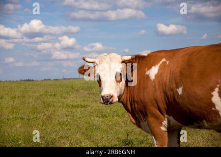 Eine Kuh auf der Wiese, die in die Kamera schaut Stockfoto