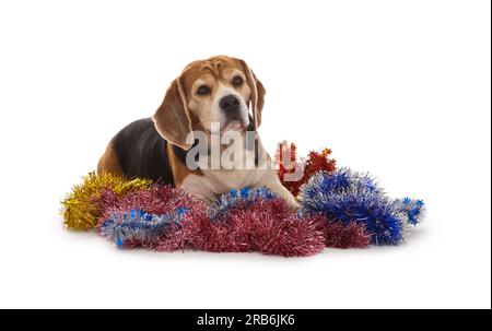 Süßer Beagle-Hund, der auf weihnachtlichen Tinschen liegt, vor weißem Hintergrund Stockfoto