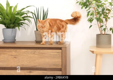 Niedliche Katze in der Nähe grüner Zimmerpflanzen auf der Kommode zu Hause Stockfoto