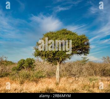 Einzelner junger Akazienbaum im afrikanischen Busch zwischen Savannavegetation Stockfoto