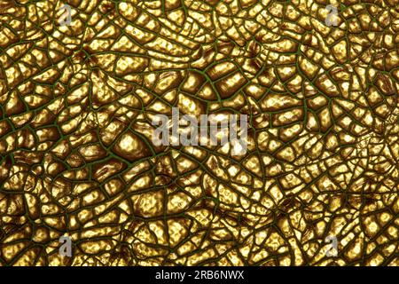 Gerissene goldene Farbe auf Leinwand Makro moderner Hintergrund hohe Qualität große Sofortdrucke getrocknete Malerei Kunst abstrahiert Goldrausch Stockfoto