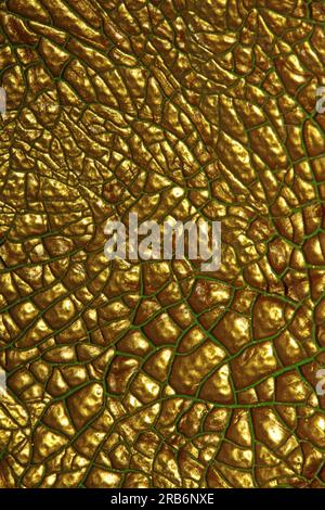 Gerissene goldene Farbe auf Leinwand Makro moderner Hintergrund hohe Qualität große Sofortdrucke getrocknete Malerei Kunst abstrahiert Goldrausch Stockfoto