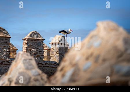Storch an den mittelalterlichen Mauern der Avila-Zinnen - Avila, Spanien Stockfoto