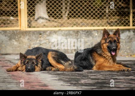 Zwei deutsche Hirten, die auf dem Boden in einem Haus sitzen. Der Schäferhund ist eine beliebte Hunderasse. Stockfoto