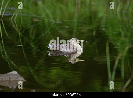 2 Bilder von Heron-Familie-Vögeln. Flug, Ruhe und Fütterung, Interaktionsbilder von Reihern, Reihern. Jedes Bild wird einzeln beschriftet Stockfoto