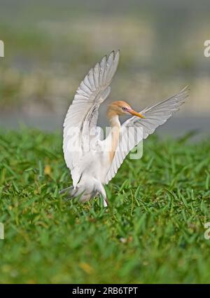 2 Bilder von Heron-Familie-Vögeln. Flug, Ruhe und Fütterung, Interaktionsbilder von Reihern, Reihern. Jedes Bild wird einzeln beschriftet Stockfoto