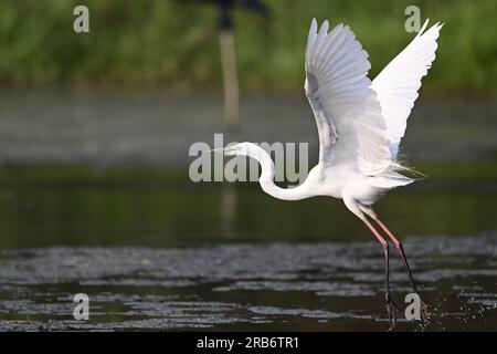 2 Bilder von Heron-Familie-Vögeln. Flug, Ruhe und Fütterung, Interaktionsbilder von Reihern, Reihern. Jedes Bild wird einzeln beschriftet Stockfoto