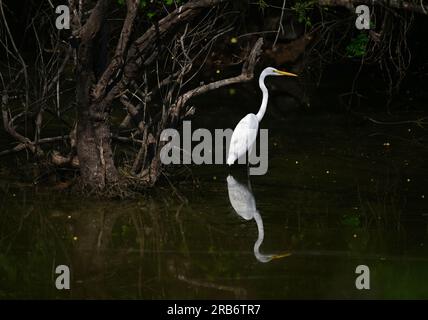 2 Bilder von Heron-Familie-Vögeln. Flug, Ruhe und Fütterung, Interaktionsbilder von Reihern, Reihern. Jedes Bild wird einzeln beschriftet Stockfoto