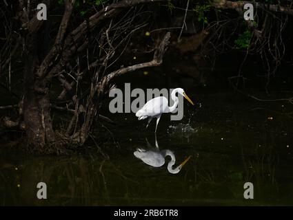 2 Bilder von Heron-Familie-Vögeln. Flug, Ruhe und Fütterung, Interaktionsbilder von Reihern, Reihern. Jedes Bild wird einzeln beschriftet Stockfoto