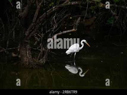 2 Bilder von Heron-Familie-Vögeln. Flug, Ruhe und Fütterung, Interaktionsbilder von Reihern, Reihern. Jedes Bild wird einzeln beschriftet Stockfoto