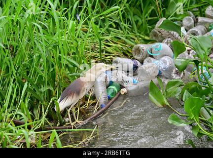 2 Bilder von Heron-Familie-Vögeln. Flug, Ruhe und Fütterung, Interaktionsbilder von Reihern, Reihern. Jedes Bild wird einzeln beschriftet Stockfoto