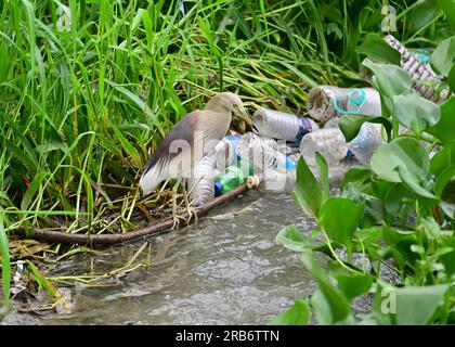 2 Bilder von Heron-Familie-Vögeln. Flug, Ruhe und Fütterung, Interaktionsbilder von Reihern, Reihern. Jedes Bild wird einzeln beschriftet Stockfoto