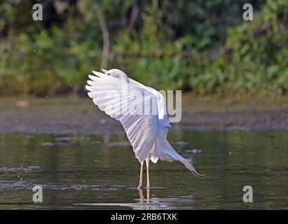 2 Bilder von Heron-Familie-Vögeln. Flug, Ruhe und Fütterung, Interaktionsbilder von Reihern, Reihern. Jedes Bild wird einzeln beschriftet Stockfoto