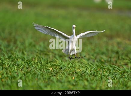 2 Bilder von Heron-Familie-Vögeln. Flug, Ruhe und Fütterung, Interaktionsbilder von Reihern, Reihern. Jedes Bild wird einzeln beschriftet Stockfoto