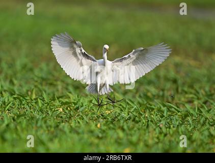 2 Bilder von Heron-Familie-Vögeln. Flug, Ruhe und Fütterung, Interaktionsbilder von Reihern, Reihern. Jedes Bild wird einzeln beschriftet Stockfoto