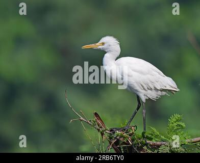 2 Bilder von Heron-Familie-Vögeln. Flug, Ruhe und Fütterung, Interaktionsbilder von Reihern, Reihern. Jedes Bild wird einzeln beschriftet Stockfoto