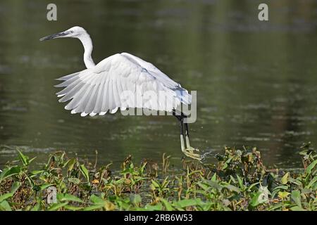 1 Bilder von Reiher und Egrets. Umfasst gemischte Spezies, und jedes Bild wird einzeln beschriftet. Hat Bilder im Flug, Fütterung, Verhalten. Stockfoto