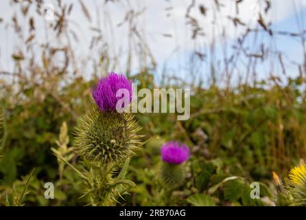 Eine Stierkatze (Cirsium vulgare), die auf den Klippen am Ende des Landes in Cornwall, Großbritannien, wächst Stockfoto