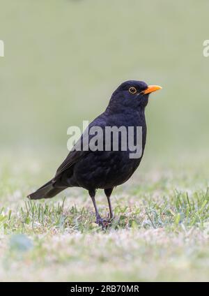 Gemeiner Schwarzvogel (Turdus merula) auf dem Rasen Stockfoto