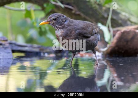 Schwarzvogel (Turdus merula) Weiblicher Vogel im Teich mit Reflexion Stockfoto