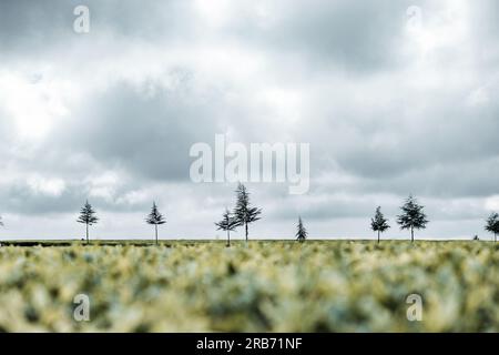 Tee verlässt große Plantagen im Kiambu County Kenia Ostafrika Stockfoto