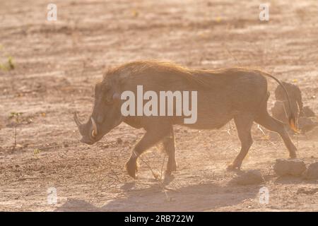 Nahaufnahme eines Gemeinen Warthogs, Phacochoerus africanus, der um den Chobe-Nationalpark, Botswana, herumläuft. Stockfoto