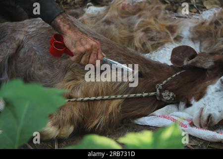 Schäfer, der Ziegenwolle mit einer Schere schneidet. Selektiver Fokus und Nahaufnahme. Stockfoto
