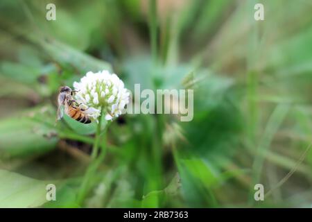 Nahaufnahme einer wilden Biene in der Luft neben einer Kleeblümchen. Sommergarten-Shot. Stockfoto