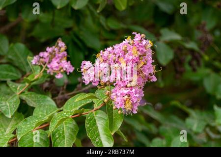 Pinsel von rosa Blumen Crape Myrtle oder Lagerstroemia nähern sich einem verschwommenen Hintergrund Stockfoto