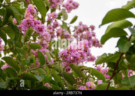 Pinsel von rosa Blumen Crape Myrtle oder Lagerstroemia nähern sich einem verschwommenen Hintergrund Stockfoto